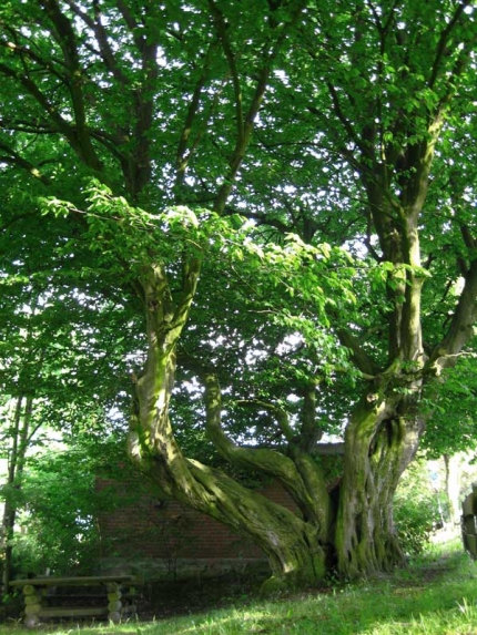 Bild 2 von Hainbuche an der Ritterteichstraße